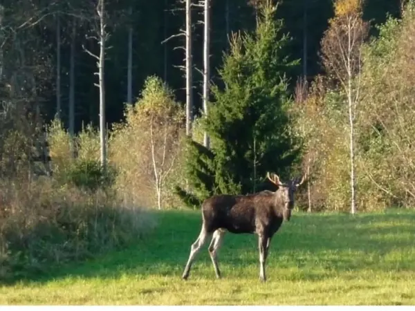 Bild 43 von 46