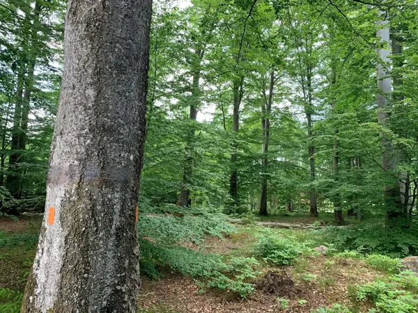 Bild 31 von 36