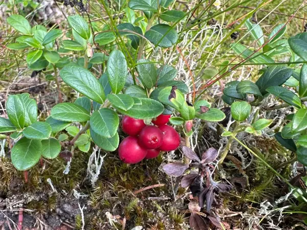 Bild 36 von 42