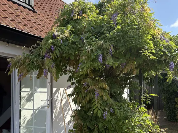 Ferienhaus 63742 in Ystad / Skåne